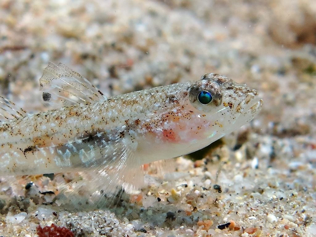 Deltentosteus quadrimaculatus (Valenciennes, 1837)